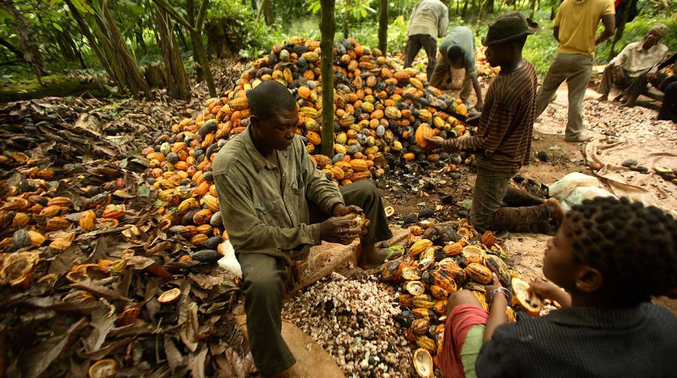 Cocoa pods growing on a tree