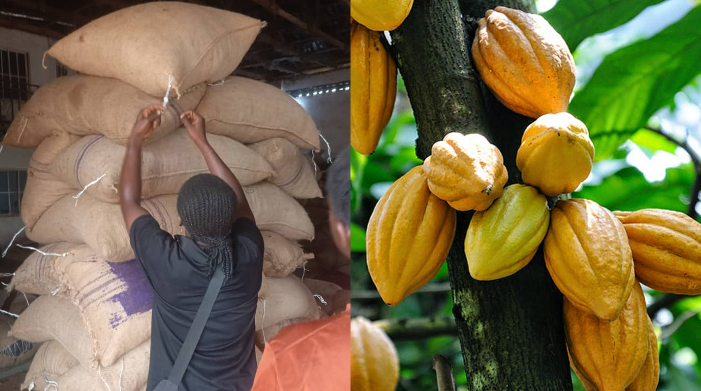 Cocoa farmers in the plantation