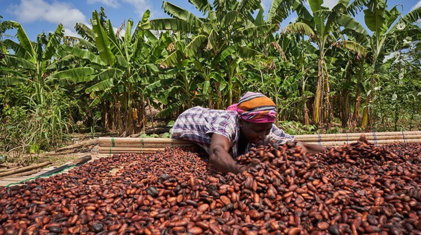 Cocoa quality inspection
